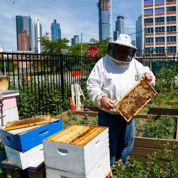Urban Beekeeper Inspecting Beehive