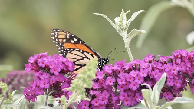 A monarch butterfly (Danaus plexippus) feeds on flowers in a California park in summer.