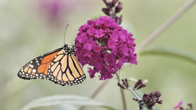 A monarch butterfly (Danaus plexippus) feeds on flowers in a California park in summer.