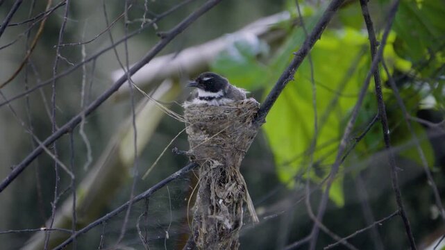 Pied fantail jumping and flying vertically down from nest revealing baby, wild bird in a Thailand suburban neighborhood, authentic Southeast Asian avian atmosphere.