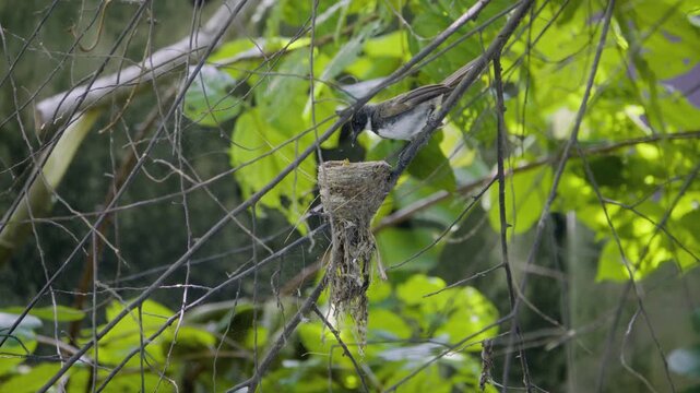Wide shot of a pied fantail flying to nest to feed and brood baby, wild bird in a Thailand suburban neighborhood, authentic Southeast Asian avian atmosphere.