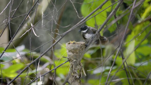 Pied fantail flying to its nest to watch baby before moving inside to brood, wild bird in a Thailand suburban neighborhood, authentic Southeast Asian avian atmosphere.