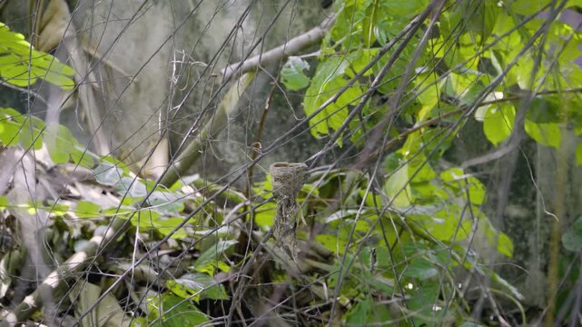Two adult pied fantails taking turns to feed baby before leaving the nest empty at the end, wild bird in a Thailand suburban neighborhood, authentic Southeast Asian avian atmosphere.