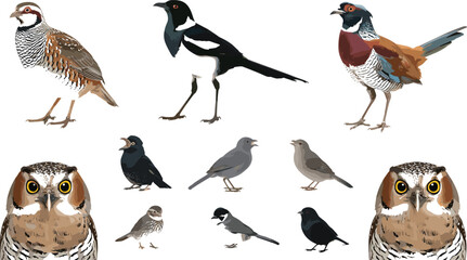 Obraz premium Avian Wildlife Clipart Pack Featuring Ring Necked Pheasant Eurasian Magpie Common Quail Screech Owl Avatars and Garden Songbirds