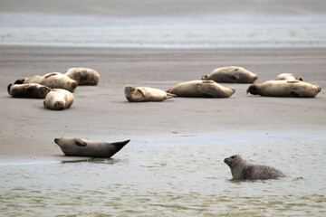 Phoque gris, © JAG IMAGES