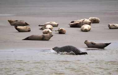 Phoque gris, © JAG IMAGES