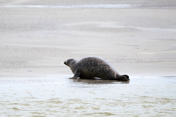 Phoque gris, © JAG IMAGES