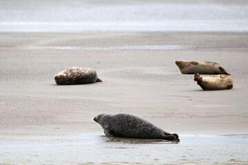 Phoque gris, © JAG IMAGES