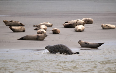 Phoque gris, © JAG IMAGES