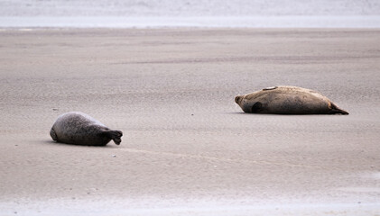 Phoque gris, © JAG IMAGES