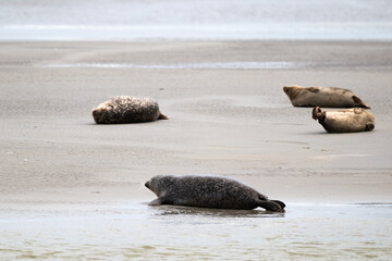 Phoque gris, © JAG IMAGES