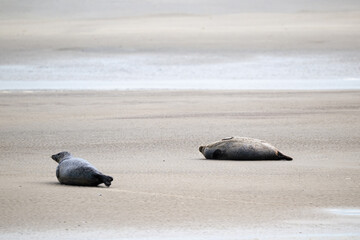 Phoque gris, © JAG IMAGES