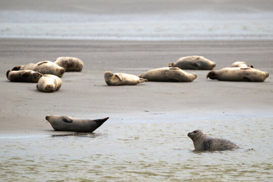Phoque gris,