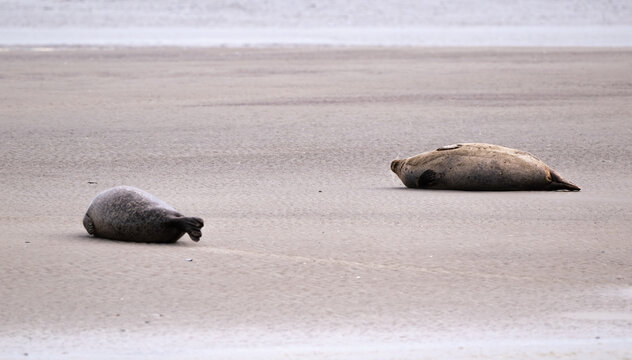 Phoque gris,