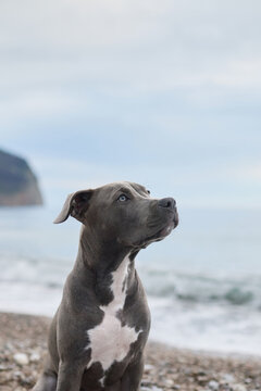 A Staffordshire Terrier sits on a beach looking toward the horizon. Soft coastal light and natural surroundings create a peaceful outdoor portrait.
