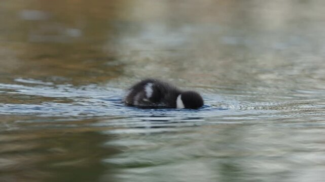 A common goldeneye duckling swims across calm freshwater, lowers its head beneath the surface, then dives underwater and disappears from view while the camera follows its movement.