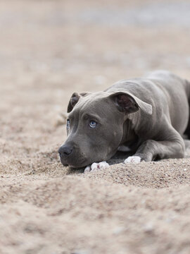 A Staffordshire Terrier rests on sand near the coastline in soft light. Relaxed posture and natural surroundings create a peaceful pet lifestyle scene.