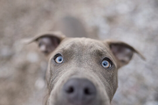 A close face portrait shows a Staffordshire Terrier with attentive eyes outdoors. Soft natural tones emphasize connection and personality.