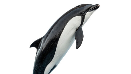 Beautiful adult killer whale orca swimming marine wildlife view isolated on transparent background © novoradova-png