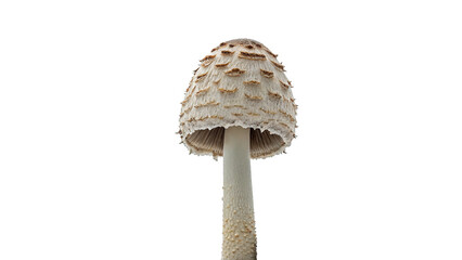 Fresh wild shaggy mane coprinus comatus culinary mushroom isolated on transparent background © novenko-png