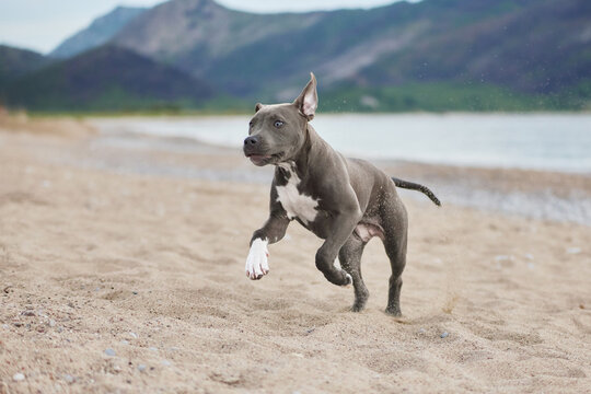 A Staffordshire Terrier runs across the beach carrying a toy in its mouth. Dynamic movement and open coastal scenery create an energetic outdoor moment.