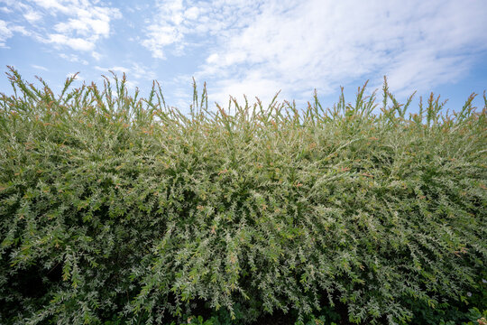 Salix integra 'Hakuro Nishiki', a spotted willow often used for its pink young shoots and variegated white and green foliage