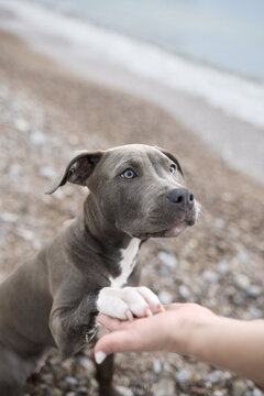 A Staffordshire Terrier gives a paw while resting on a pebble beach. Human interaction and soft coastal light create a warm lifestyle moment.
