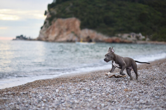 A Staffordshire Terrier runs along a pebble beach beside calm water. Natural coastal scenery and energetic movement create an active outdoor adventure scene.