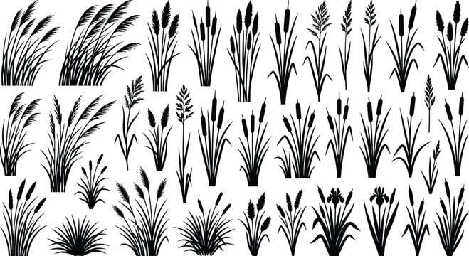 Hand Drawn Reeds Cattails and Ornamental Wetland Grass Vector Collection Set