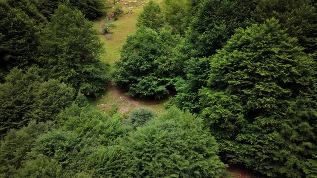 Sheep graze on a steep mountainside surrounded by trees and grass during daylight. The scene shows a natural landscape