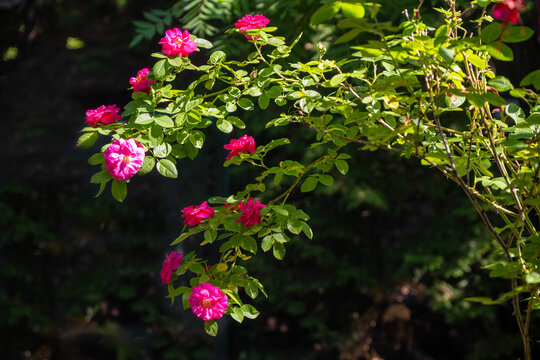 Hardy roses with vibrant pink flowers known for their robustness in cold climates