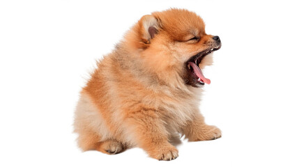Cute fluffy pomeranian spitz puppy dog yawning mouth open isolated on transparent background © novenko-png