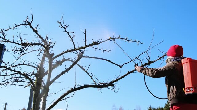 Worker spraying pesticide on a backyard for pest control, close-up, handles orchard. Gardening care work season. Early spring treatment of fruit trees, fungicide. Protecting the garden from diseases.