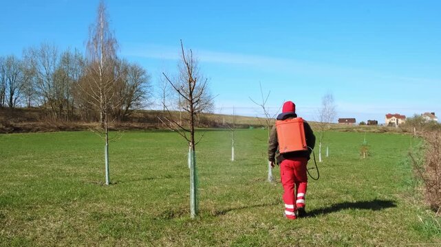 Worker spraying pesticide on a backyard for pest control, close-up, handles bushes. Gardening care work season. Early spring treatment of fruit trees, fungicide. Protecting the garden from diseases 4K