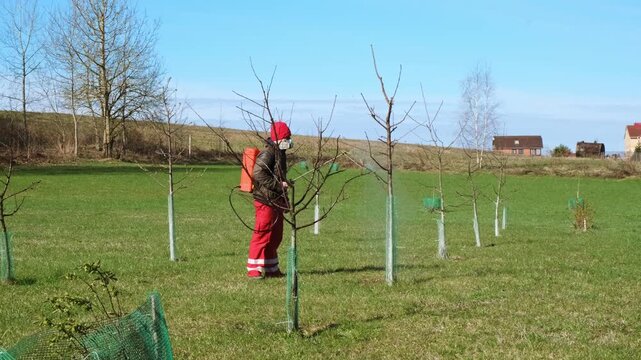 Worker spraying pesticide on a backyard for pest control, close-up, handles bushes. Gardening care work season. Early spring treatment of fruit trees, fungicide. Protecting the garden from diseases 4K