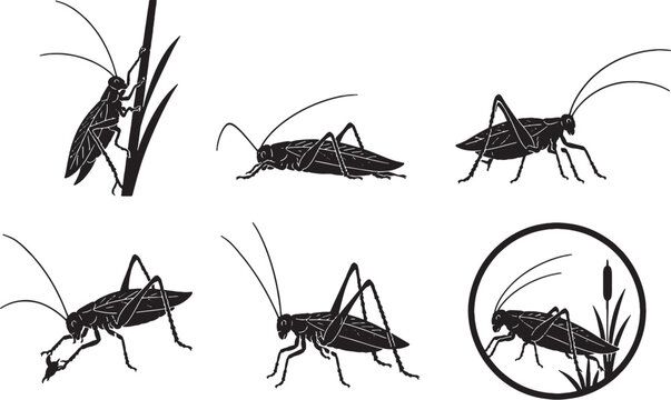 Marsh Predatory Katydid Silhouette Icon Set Black Insect Vector