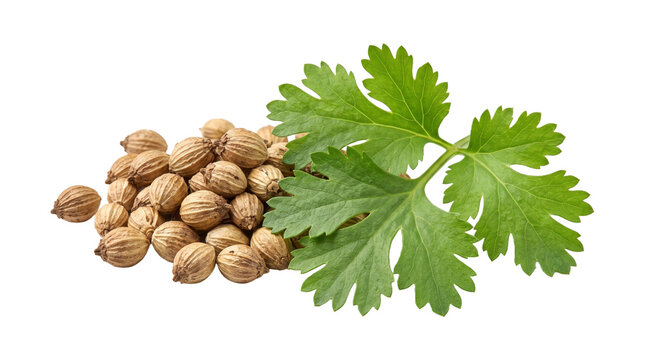 A pile of whole dried coriander seeds is accompanied by a fresh green coriander leaf sprig.