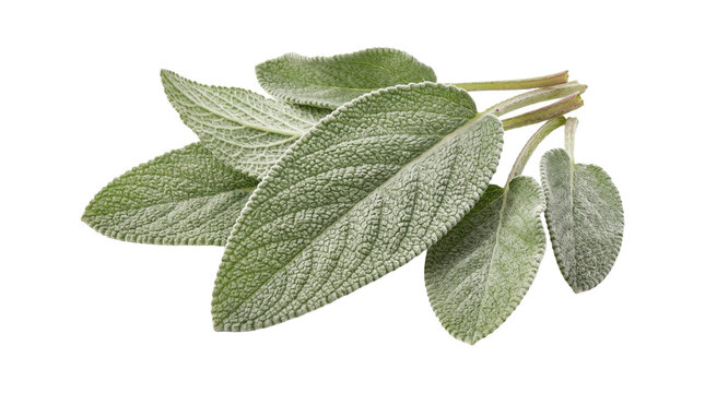Aromatic fresh sage leaves bunch for cooking herbal ingredient isolated on transparent background png.