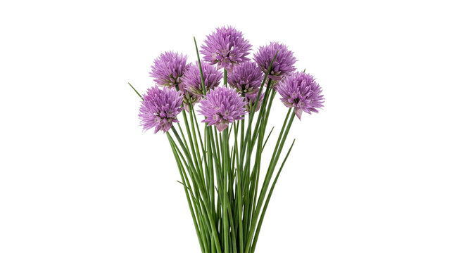 Flowering chives bunch with purple blossoms and green stems isolated on transparent background png file.