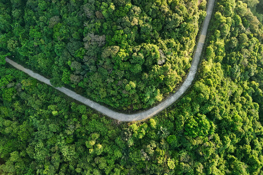 Winding road snakes through dense green forest trees covering the hills on Son Tra Peninsula in Vietnam under the morning sun light as seen from above