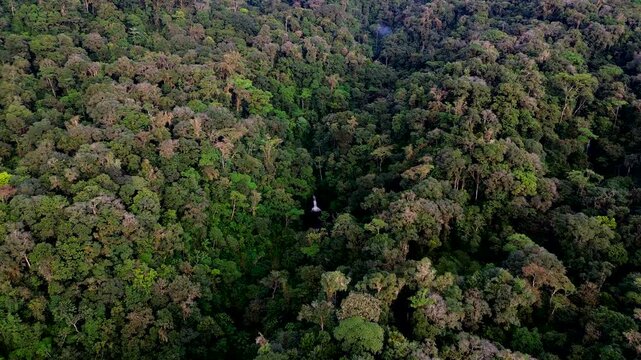 Drone View of Dense Tropical Rainforest Canopy in Ecuador, Mixed Green Tree Crowns, Amazon Biodiversity and Remote Nature Conservation Background