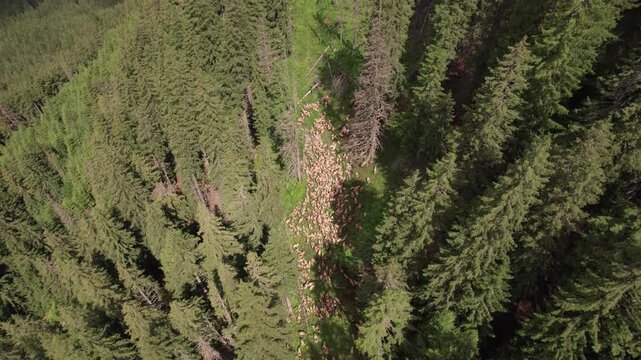 Aerial view of a shepherd leading a flock of sheep through a mountain forest in the Romanian Carpathians