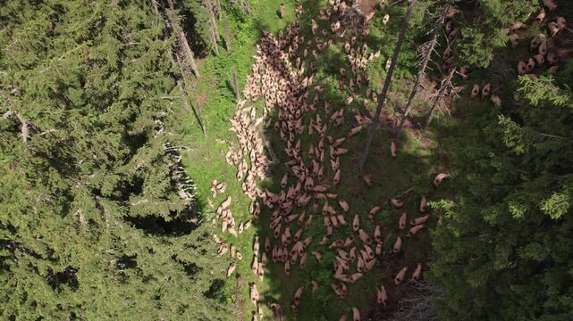 Aerial view of a shepherd leading a flock of sheep through a mountain forest in the Romanian Carpathians