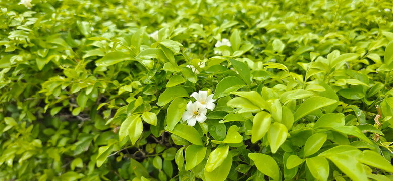 Orange jasmine has pinnately compound leaves with smooth, glossy surface - small, translucent oil glands scattered throughout. Murraya paniculata is white flowers, sweet fragrance similar to jasmine.
