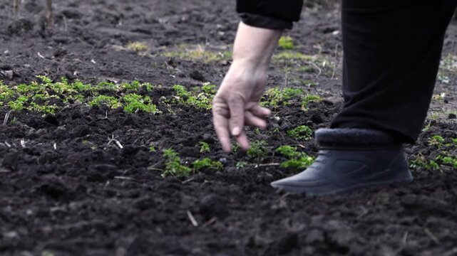 A senior person sowing seeds into rich soil in an outdoor garden, demonstrating agricultural care and sustainable food production practices for a healthy lifestyle in early spring time