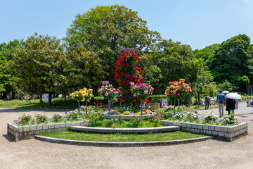Obraz premium 大阪長居公園植物園のバラ園入口に広がる美しい円形花壇の風景（2026年5月撮影）