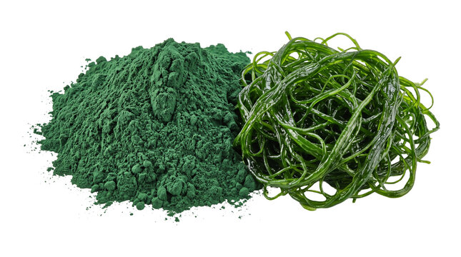Heap of spirulina powder next to fresh seaweed showcasing vibrant green health supplements.