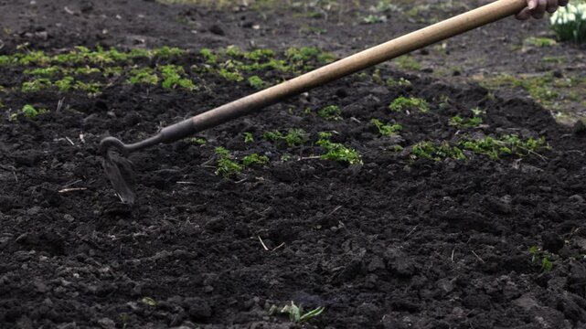 A gardener uses a sharp hoe for manual soil cultivation in the backyard garden, preparing the dark fertile earth for new planting and ensuring healthy growth of future crops outdoors