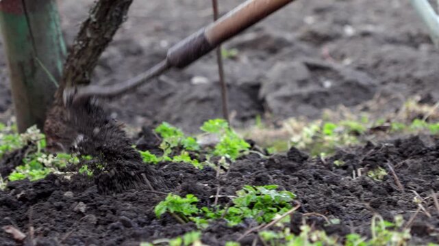 A gardener uses a hoe to cultivate soil in a vegetable garden, emphasizing sustainable farming practices and manual labor for maintaining healthy crops within an organic rural homestead