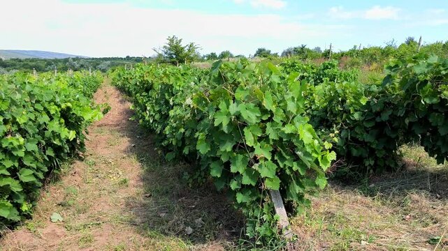 Rows of lush green grapevines stretching across rolling hills in a vineyard during a warm summer morning, illuminated by golden sunlight.
